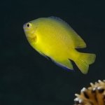 Diving Puerto Galera 